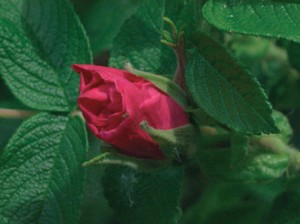 роза морщинистая Ротес Мэр rosa rugosa Rotes Meer